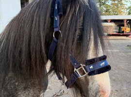 Field / paddock / stable wanted
