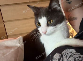 Male cat