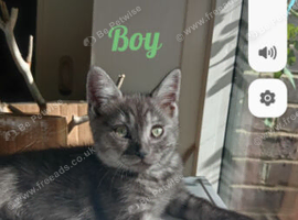 Stunning Ragdoll x British short hair kittens