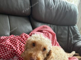 Cockapoo puppies