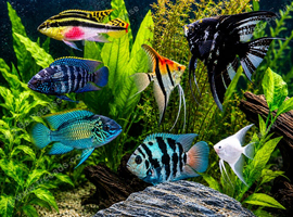 Electric Blue Acara, Angelfish, Polar Blue Parrots, Rainbow Kribs. Tropical Fish