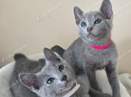 Russian blue