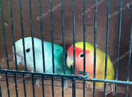 Breeding pair of love birds