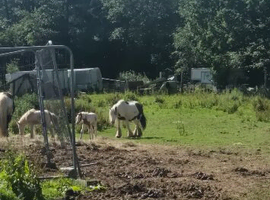Lovely little colt very nice mover