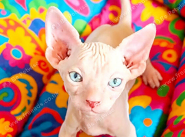 STUNNING RED/SILVER SPHYNX BOY KITTEN
