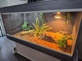 Bearded dragon with full setup
