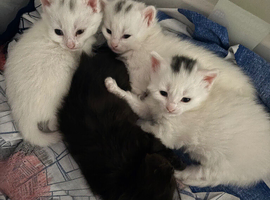 Beautiful kittens o