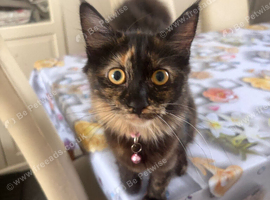 Kitten rehoming