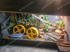 3x Female Leopard Geckos with amazong set up