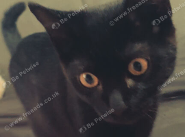 Male Kitten