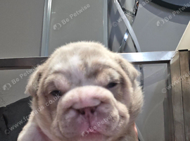 British bulldog pups