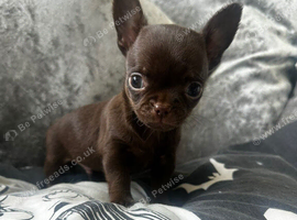Dark chocolate male chihuahua ready now