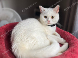 Last female British Shorthair kitten