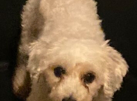 Cocopoo