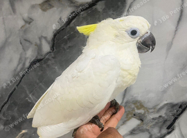 Ready Now Baby Handreared Friendly Super Tame Cuddly Medium Sulphur Crested Cockatoo Parrot,22