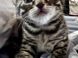 Bengal cross