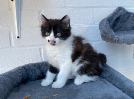 Kittens for sale