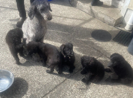Shepadoodle puppies