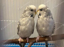 Pair budgies