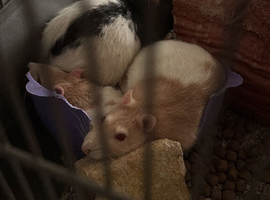 3 male rats and cage