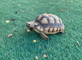 Female Sulcata Tortoise for Sale