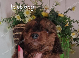 Beautiful boy cockerpoo