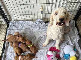 Cockapoo puppies