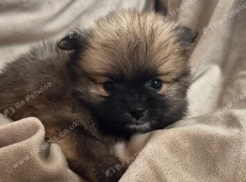 Pomeranian puppies