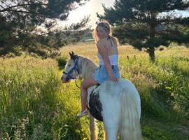 Charlie &ndash; 12.2hh Traditional Gypsy Cob
