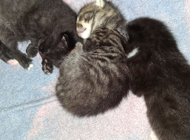 Kittens