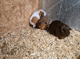 Male guinea pig