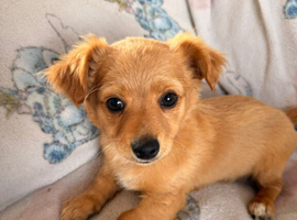 10 weeks old Chihuahua cross