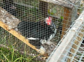 Breeding Pair of Black speckled pekin