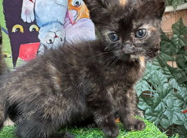 CALICO FEMALE KITTENS TO RESERVE