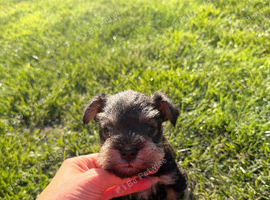 Pedigree mini schnauzers