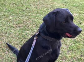 My beloved Black Labrador KC REG