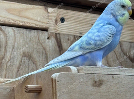 Baby Budgies