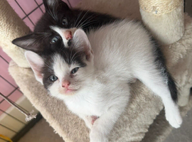 Half Pedigree Kittens