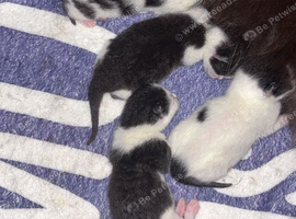 Black and white kittens