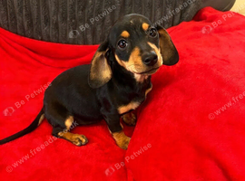DASCHUND FEMALE LAST ONE lNOT UGLY