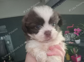 Imperial shihtzu LAST GIRL