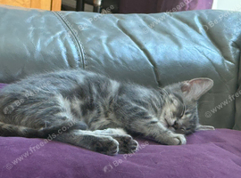 Part ragdoll kitten