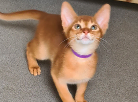 Last abyssinian lad