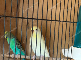 Proven pair of budgies