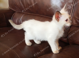 Siamese Ragdoll Cross kittens (Ragamese)