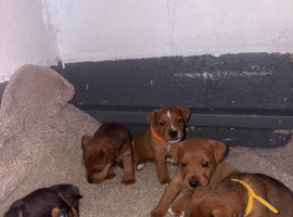 Lakeland terrier pups