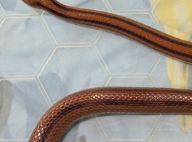 Female corn snakes x2