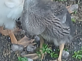 Duck for sale
