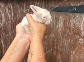 Lionlop babies