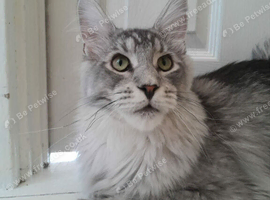 Polydactyl Black Silver Boy maine coon TICA